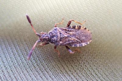 Strobilotoma typhaecornis