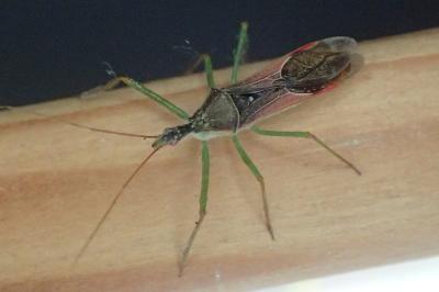 Zelus renardii
