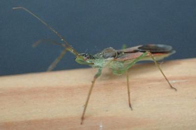 Zelus renardii