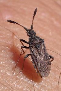 Strobilotoma typhaecornis