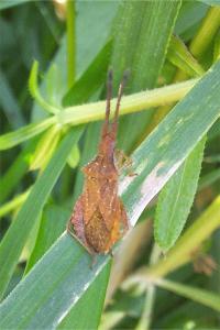 Coriomeris denticulatus