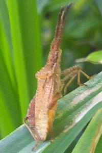 Coriomeris denticulatus