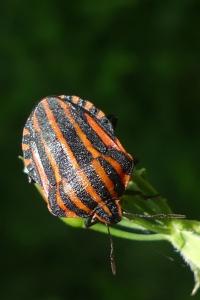 Graphosoma italicum