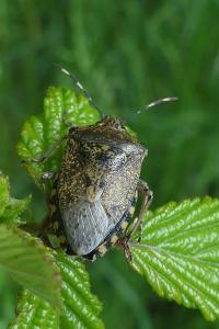 Rhaphigaster nebulosa