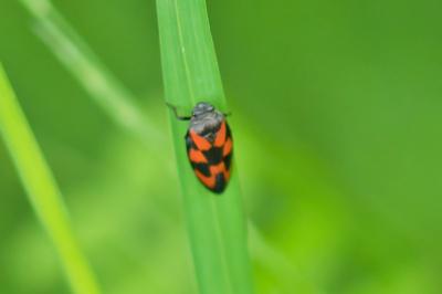 Cercopis vulnerata