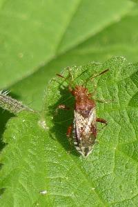 Rhopalus subrufus