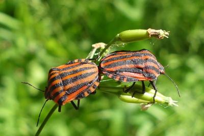 Graphosoma italicum