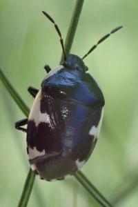Tritomegas sexmaculatus