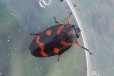 Cercopis intermedia