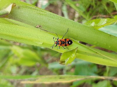 Lygaeus equestris