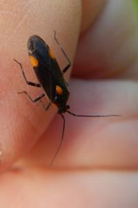 Capsodes flavomarginatus