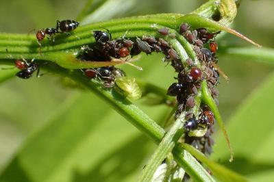 Aphis craccivora