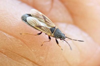Ischnodemus quadratus