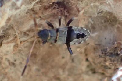 Beosus maritimus