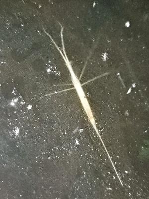 Ranatra linearis