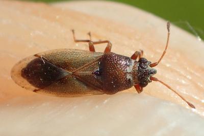 Cymus melanocephalus