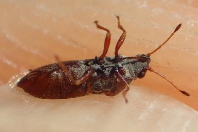 Cymus melanocephalus