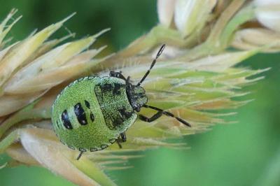 Palomena prasina