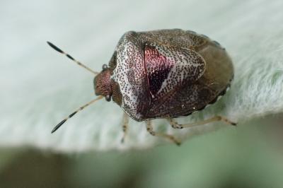 Stagonomus venustissimus
