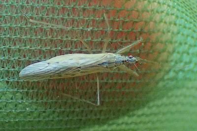 Nabis capsiformis