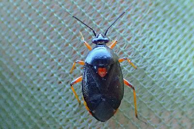 Deraeocoris ribauti