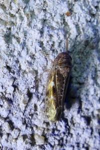 Allygidius atomarius