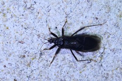 Reduvius personatus