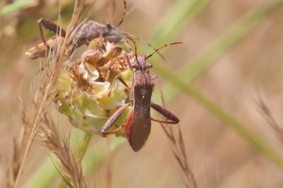 Camptopus lateralis