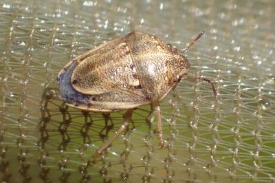Neottiglossa leporina