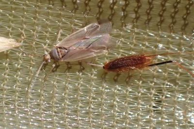 Plagiognathus fulvipennis