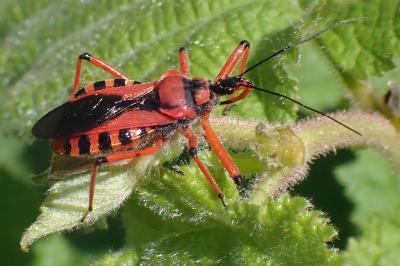 Rhynocoris iracundus