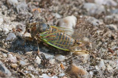 Tibicina haematodes