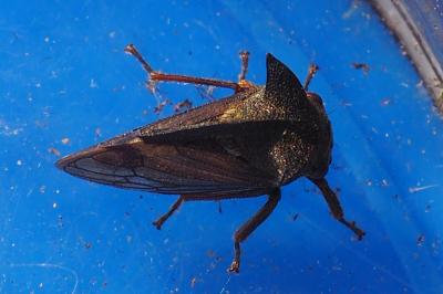 Centrotus cornutus
