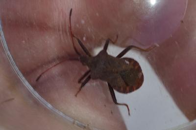 Coreus marginatus