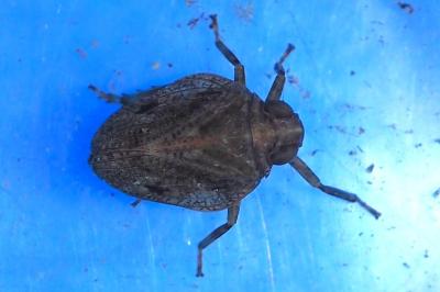 Issus coleoptratus