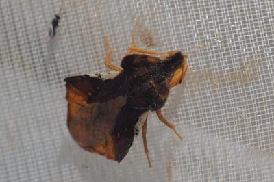 Phymata crassipes