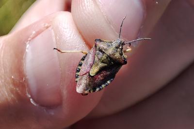 Carpocoris purpureipennis