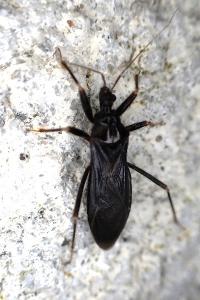 Reduvius personatus