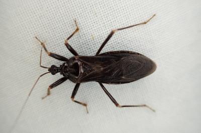 Reduvius personatus