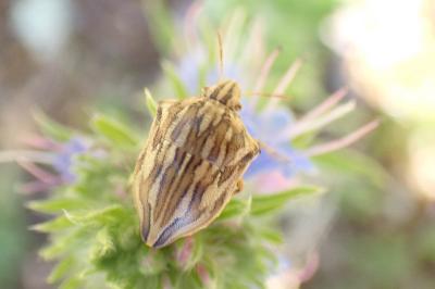 Odontotarsus robustus