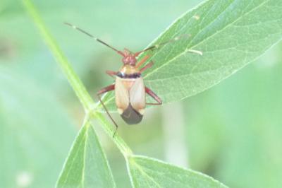 Adelphocoris vandalicus
