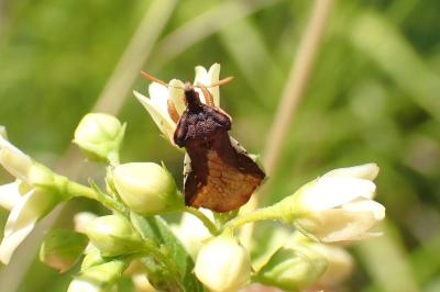 Phymata crassipes