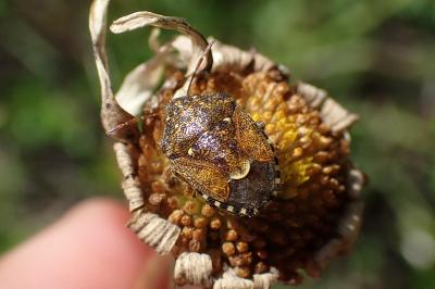 Staria lunata