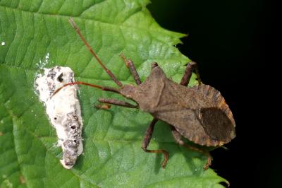 Coreus marginatus