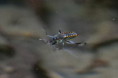 Velia caprai