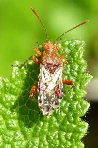 Rhopalus subrufus