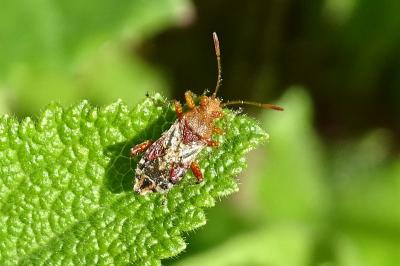Rhopalus subrufus