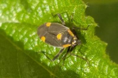 Capsodes flavomarginatus