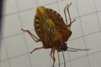 Carpocoris purpureipennis
