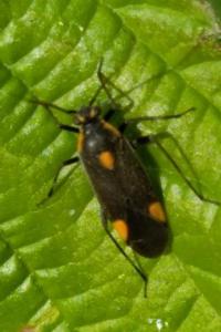 Capsodes flavomarginatus